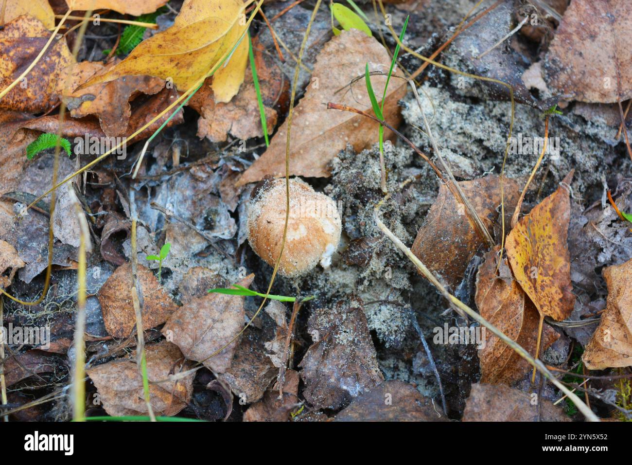 Forest brown, white mushrooms grow under yellow, brown wet leaves among trees in the forest in Kamianske city, Dniprodzerzhyns'k Ukraine. Stock Photo