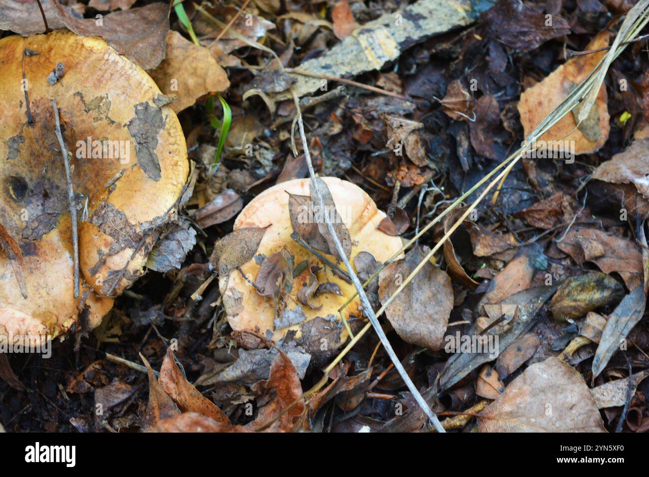 Forest brown, white mushrooms grow under yellow, brown wet leaves among trees in the forest in Kamianske city, Dniprodzerzhyns'k Ukraine. Stock Photo