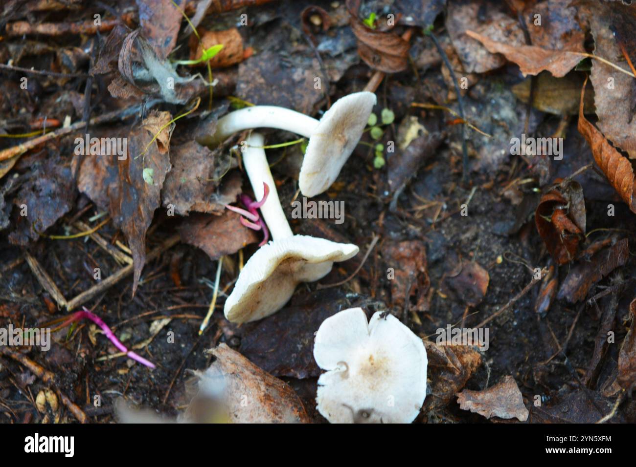 Forest brown, white mushrooms grow under yellow, brown wet leaves among trees in the forest in Kamianske city, Dniprodzerzhyns'k Ukraine. Stock Photo