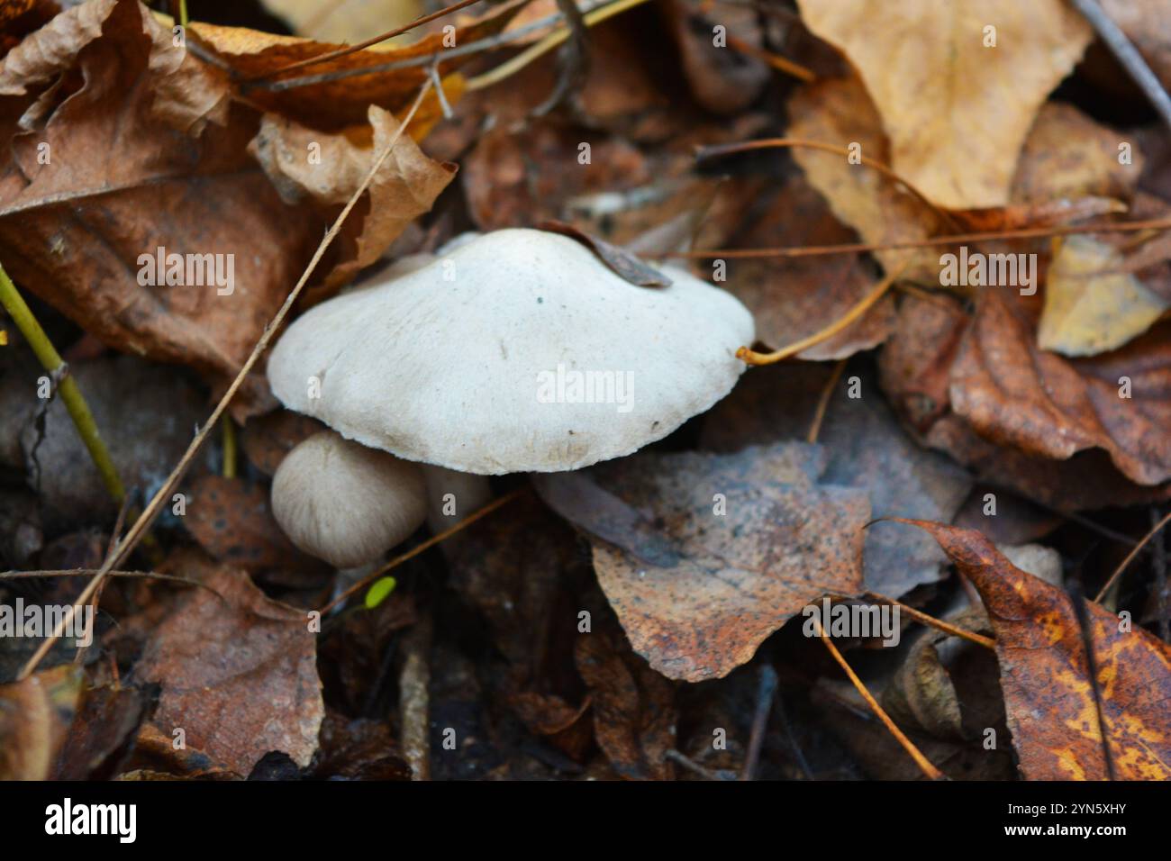 Forest brown, white mushrooms grow under yellow, brown wet leaves among trees in the forest in Kamianske city, Dniprodzerzhyns'k Ukraine. Stock Photo