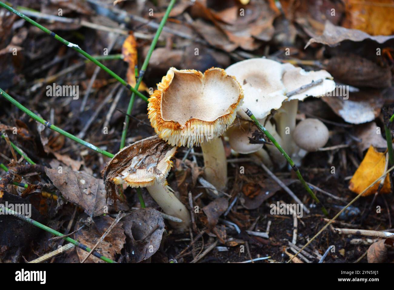 Forest brown, white mushrooms grow under yellow, brown wet leaves among trees in the forest in Kamianske city, Dniprodzerzhyns'k Ukraine. Stock Photo