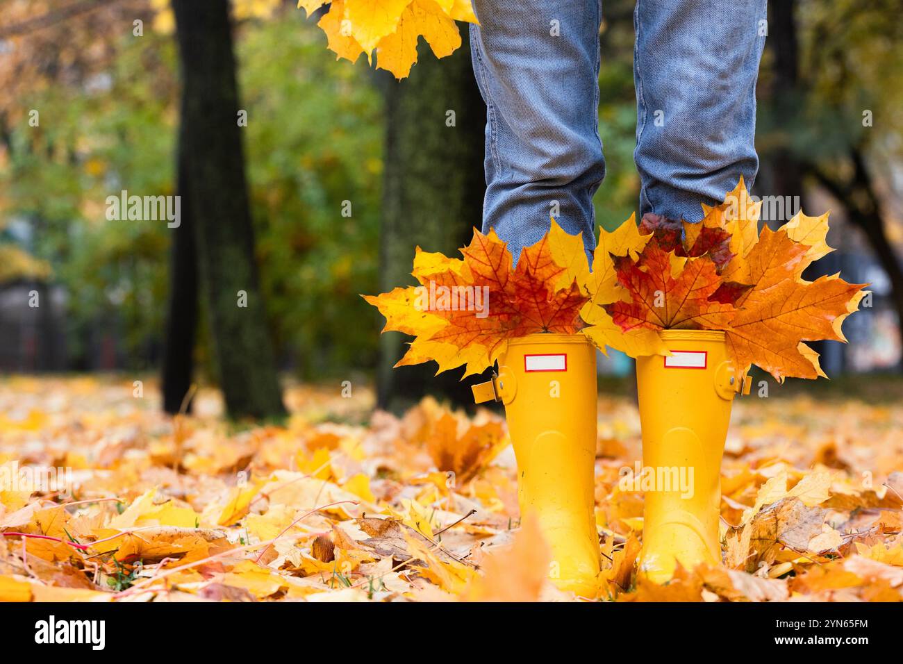 autumn - girl in yellow rubber boots and yellow maple leaves Stock ...