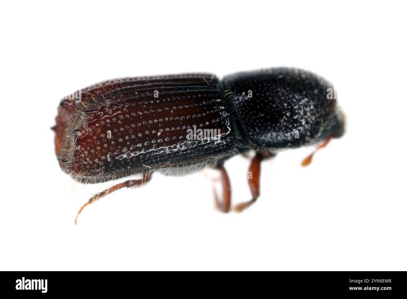 A bark beetle, the beetle is arranged sideways with a visible elytras ...