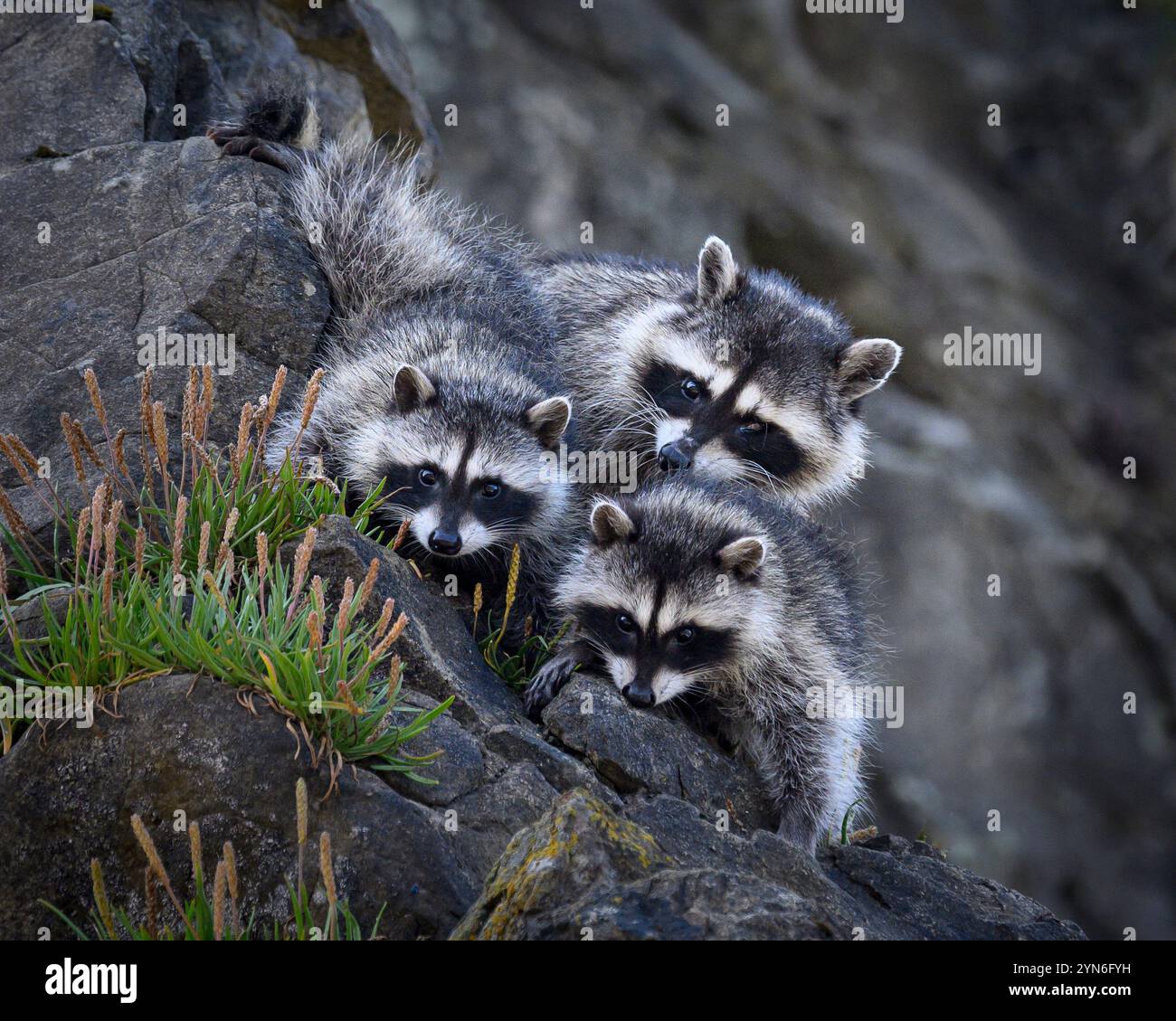 Olympic National Park, Washington Stock Photo - Alamy