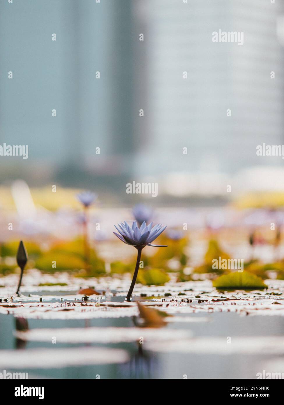 Singapore old street photo hi-res stock photography and images - Alamy