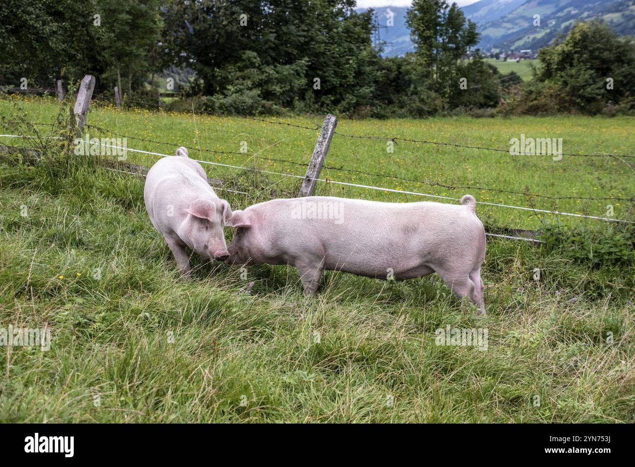 Alpine pigs hi-res stock photography and images - Alamy