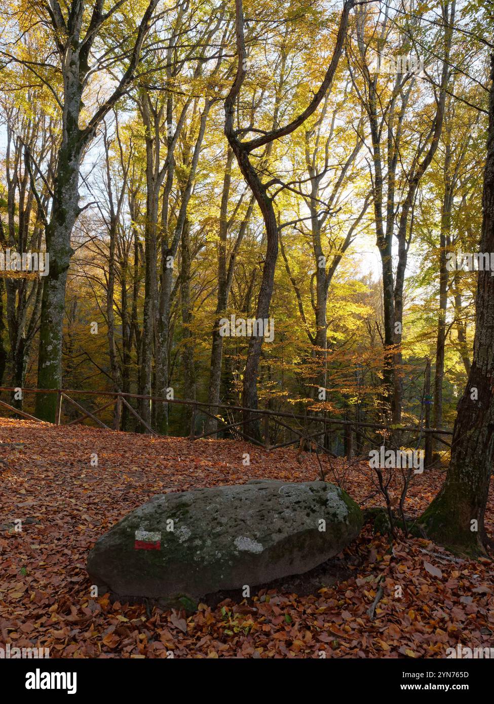 Rock with trail route markers in La Faggeta (Beach trees) woodland area near Soriano Nel Cimino in  Lazio region, Italy. Nov 24, 2024 Stock Photo