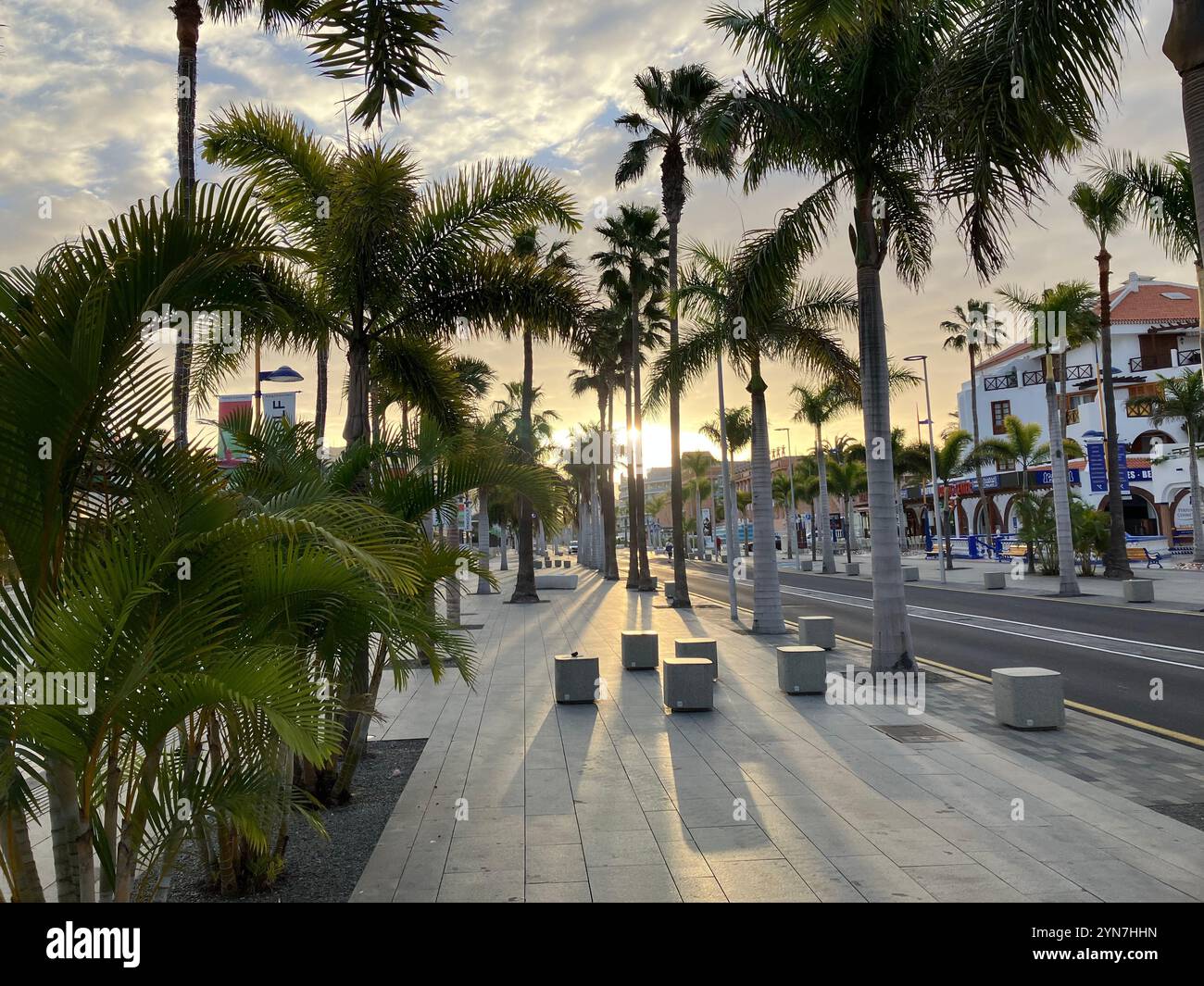 Palm Trees at Sunrise on the Golden Mile in Playa de las Américas. Arona, Tenerife, Canary Islands, Spain. 4th February 2023. - Smartphone Captured Stock Image