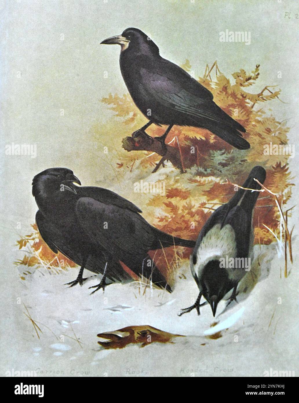 Carrion Crow(Corvus corone), Rook(Corvus frugilegus), Hooded Crow ...