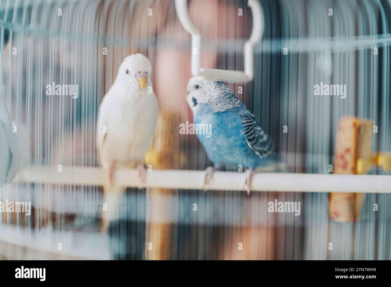 Parrot Inside Two vibrant bird species hi-res stock photography and images - Alamy