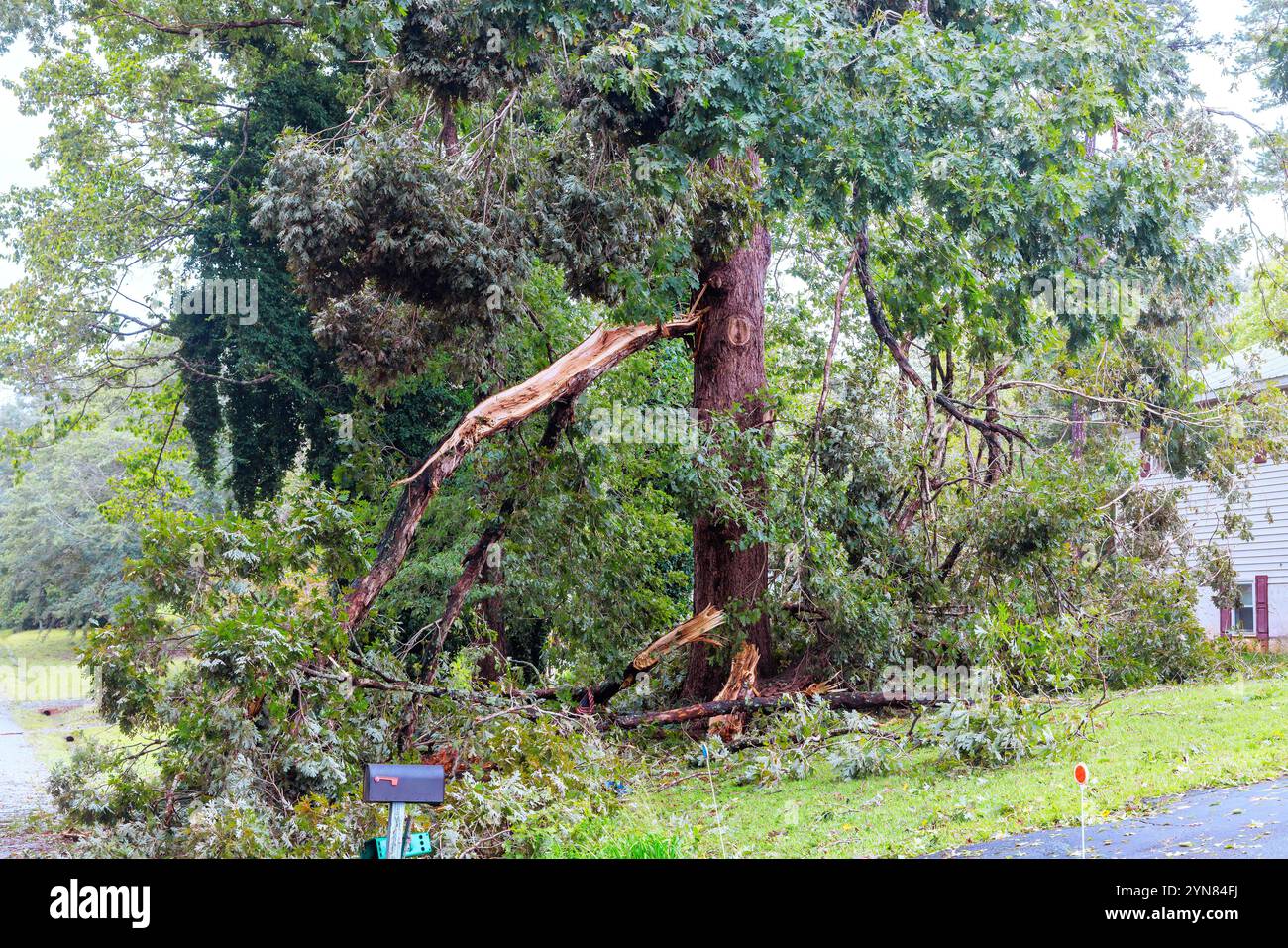 Large branch has fallen from tree, partially blocking residential ...