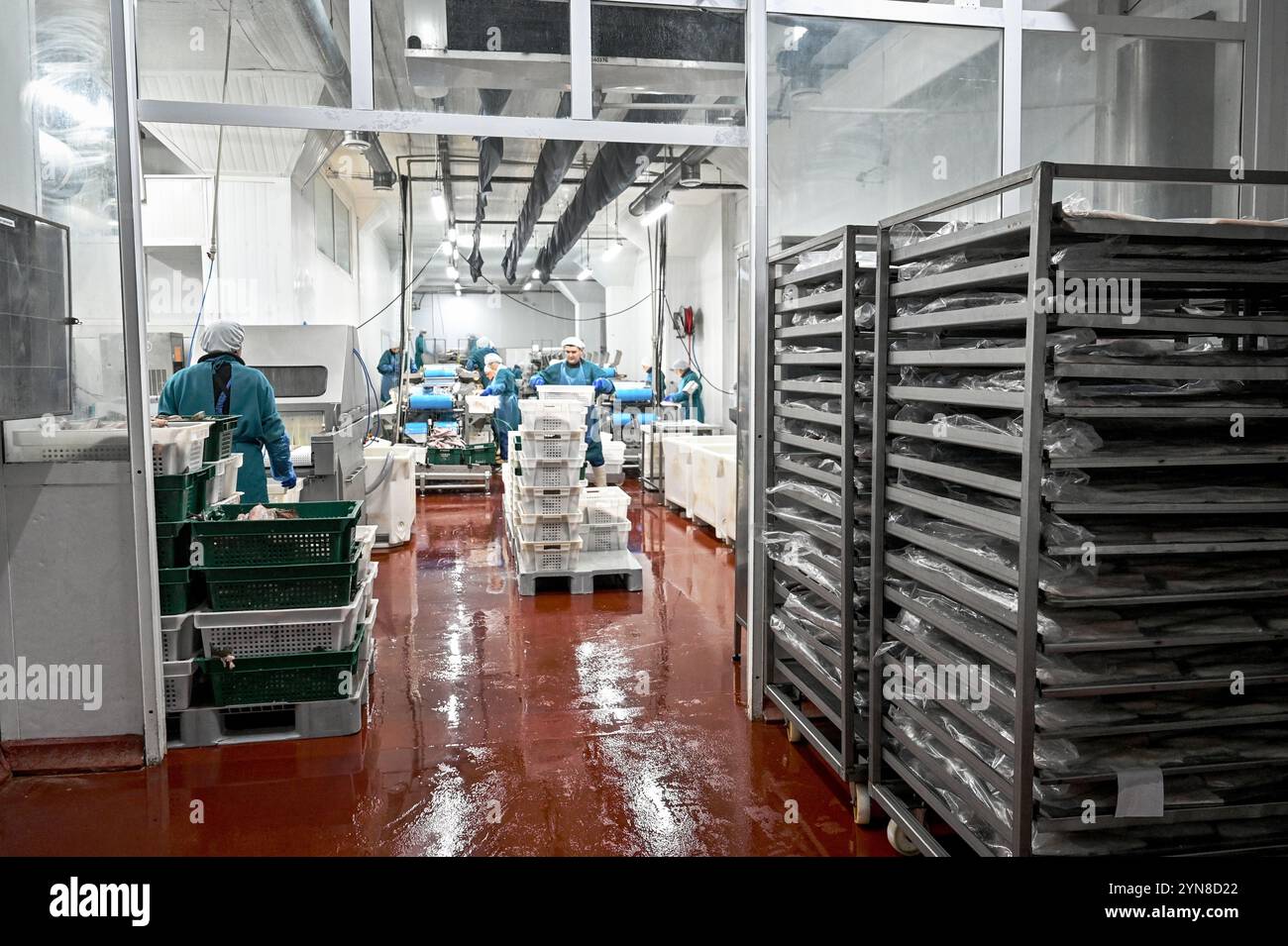 Non Exclusive: ZAPORIZHZHIA, UKRAINE - NOVEMBER 20, 2024 - Employees work at a seafood processing production complex in Zaporizhzhia, southestern Ukra Stock Photo