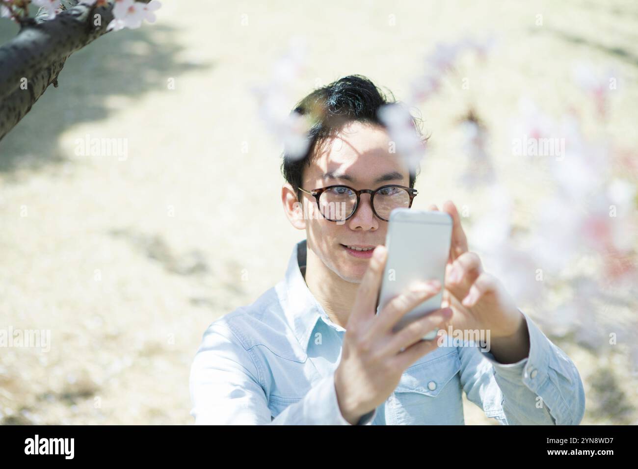 Man in his 20s taking a photo with his mobile phone of a cherry tree ...