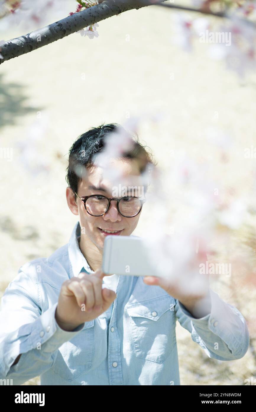 Man in his 20s taking a photo with his mobile phone of a cherry tree ...