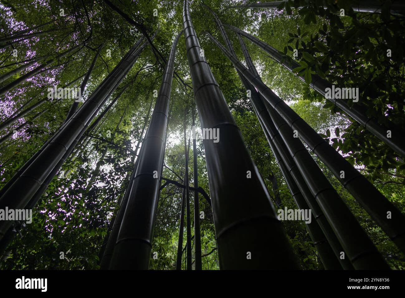 Looking Up Through the Towering Bamboo Canopy Stock Photo