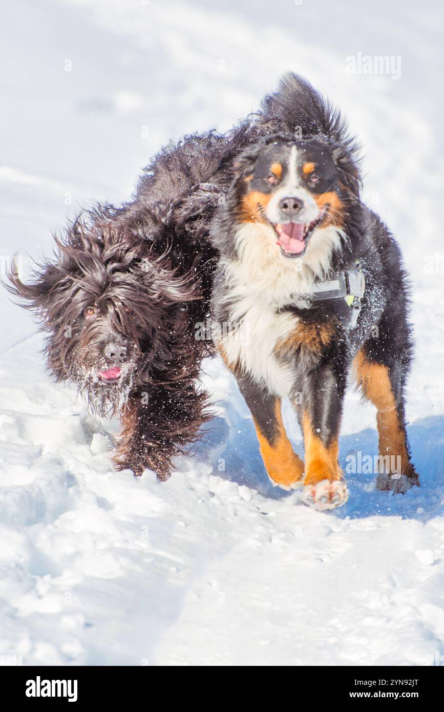 Two dogs of different breeds play in the snow Stock Photo - Alamy
