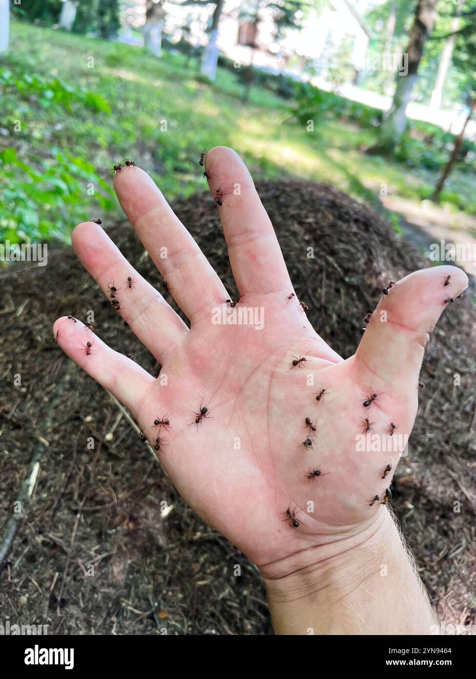 Ant exploring terrain hi-res stock photography and images - Alamy