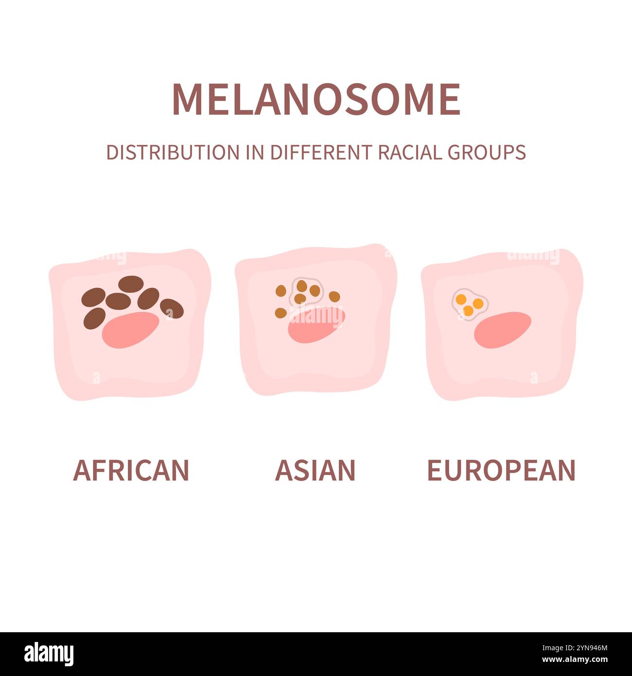 Melanosome biology and skin tone pigmentation Stock Vector Image & Art ...