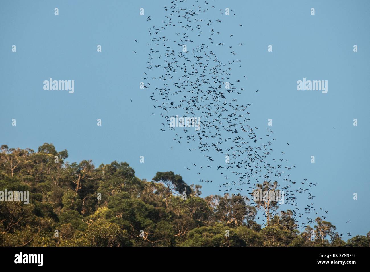 The massive evening exodus of wrinkle lipped free tailed bats (Mops plicatus) from their roosting cave at dusk in Gunung Mulu National Park, Borneo. Stock Photo