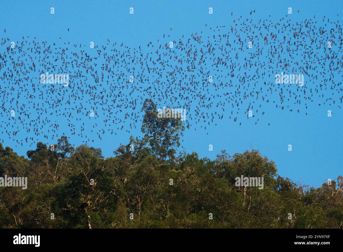 The massive evening exodus of wrinkle lipped free tailed bats (Mops plicatus) from their roosting cave at dusk in Gunung Mulu National Park, Borneo. Stock Photo