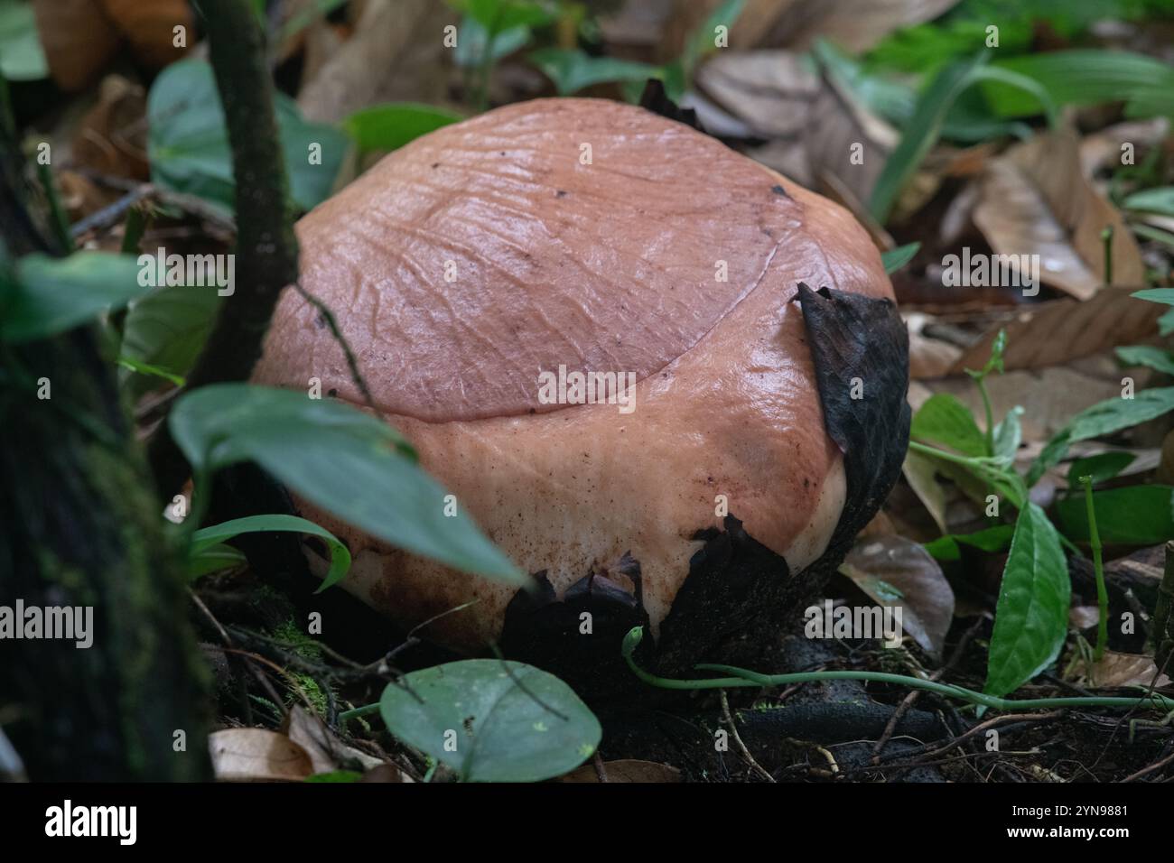 Poring on floor hi-res stock photography and images - Alamy