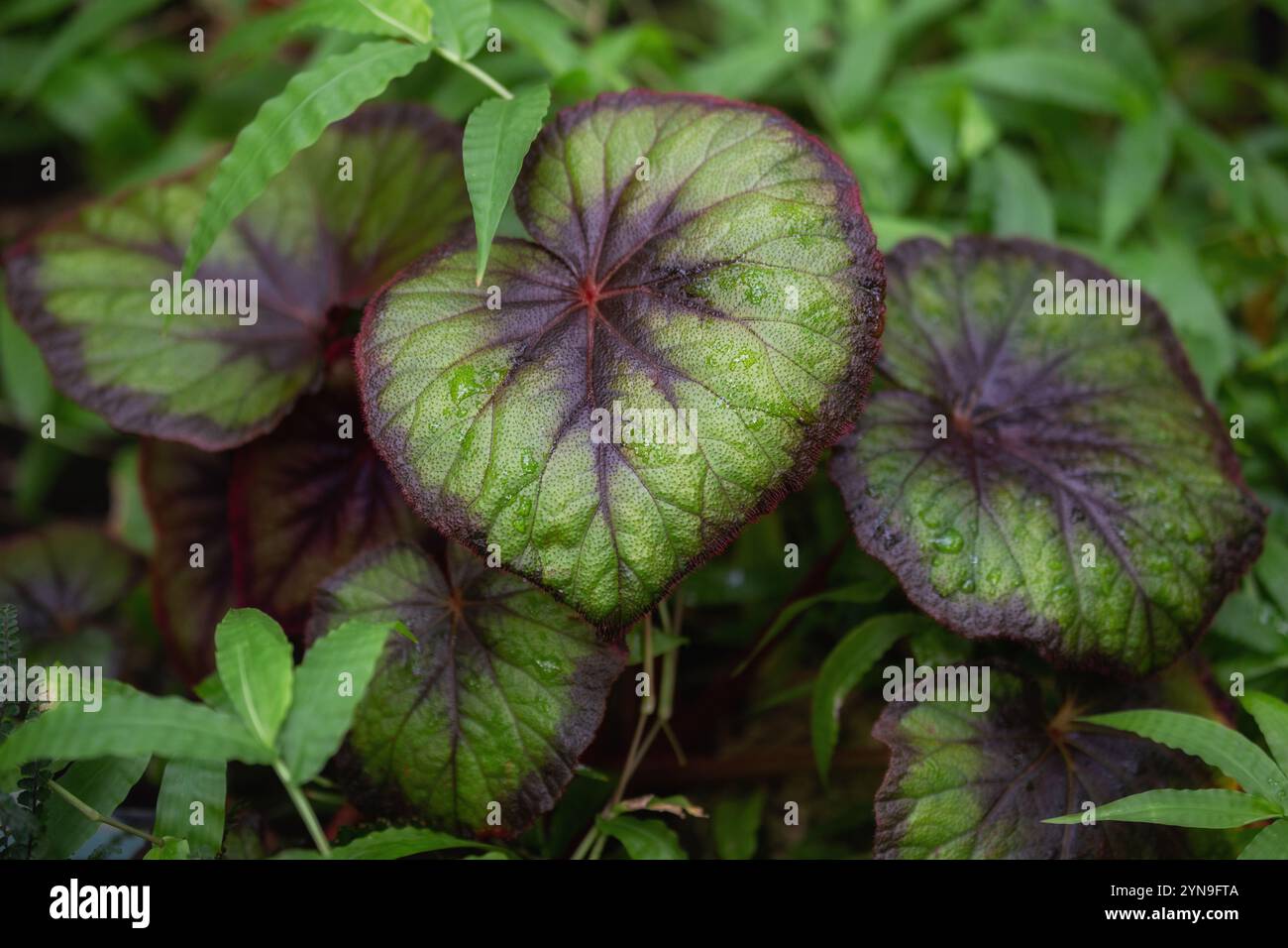Close up leaves tropical plant hi-res stock photography and images - Alamy