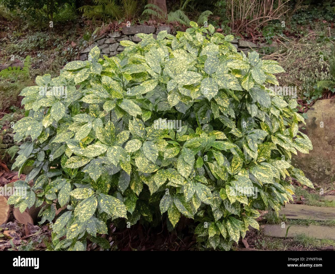 Gold dust plant hi-res stock photography and images - Alamy