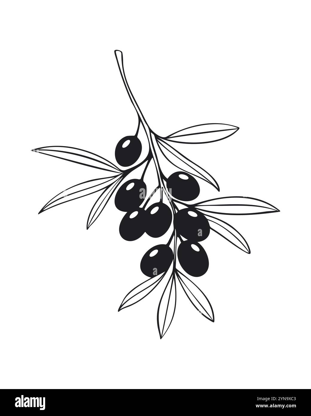 Olive branch stylized drawing on white background. Vector illustration Stock Vector