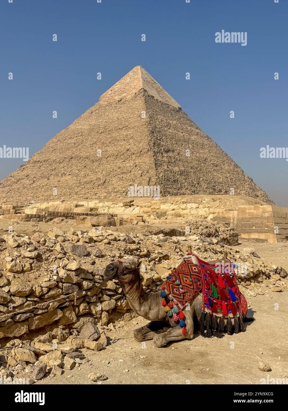 pyramids of giza with camel travel guide in egypt Stock Photo
