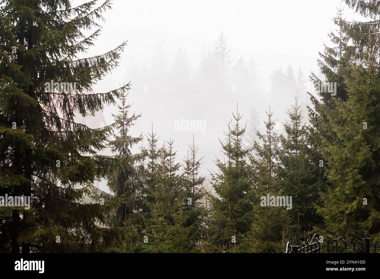 Enchanted Forest Shrouded in Mystical Fog Stock Photo - Alamy