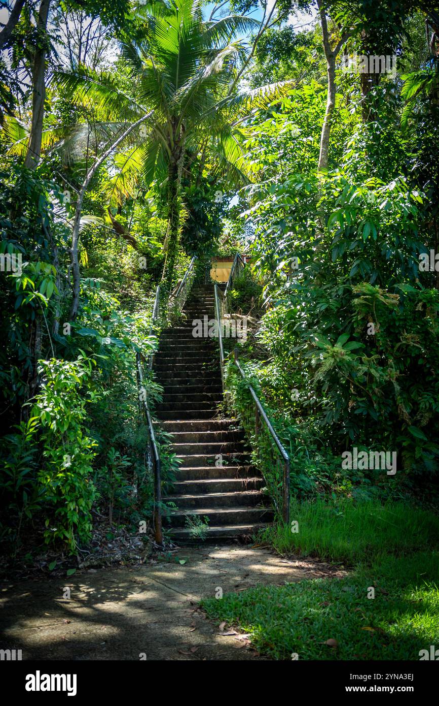 Stairs leading through lush greenery in a tropical forest setting Stock ...