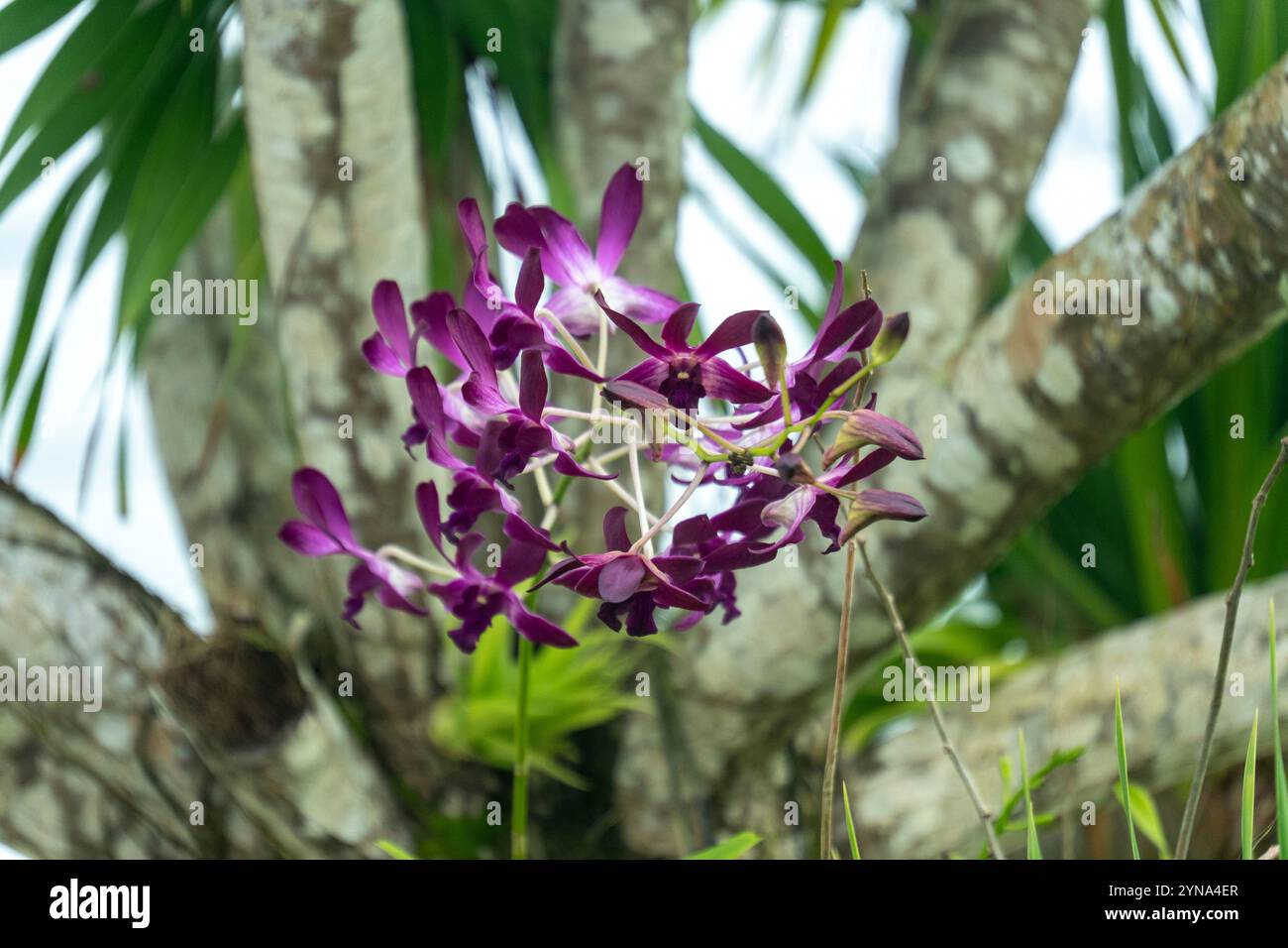 Orchids display vibrant colors bloom hi-res stock photography and ...
