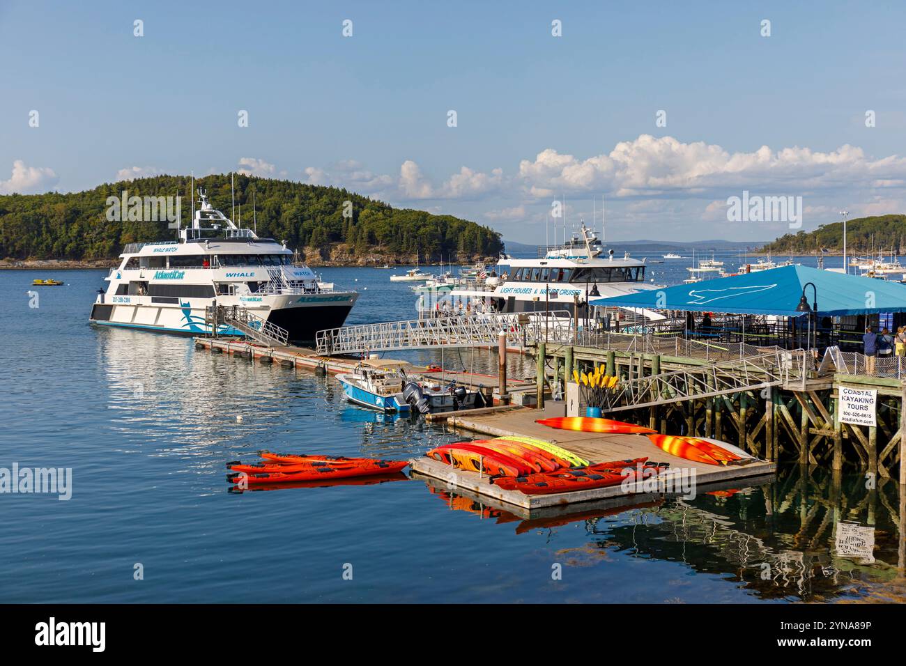 United States, Maine, Bar Harbor, the marina, departure of whale watching cruise ships Stock Photo
