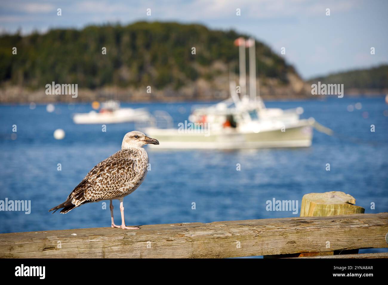 United States, Maine, Bar Harbor, the harbor, seagull Stock Photo