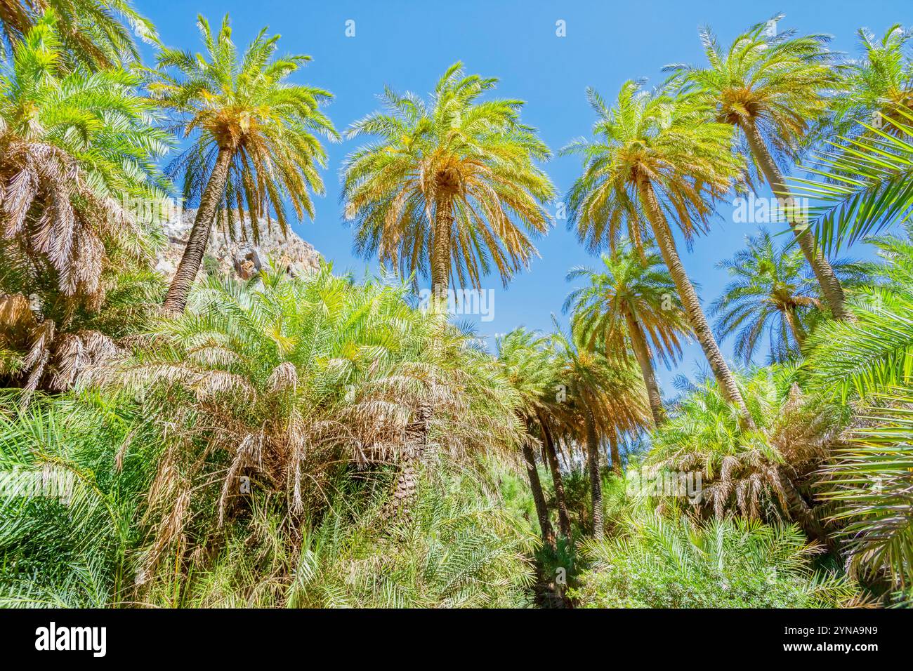 Crete Forests Preveli palm forest hi-res stock photography and images - Alamy