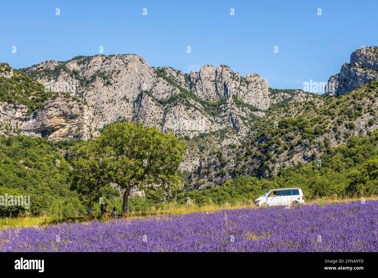 France, Drôme, Drôme Provençale, Saoû, picnic in the shade of a walnut tree surrounded by fields of flowering lavender with the cliffs bordering the forest of Saoû in the background Stock Photo