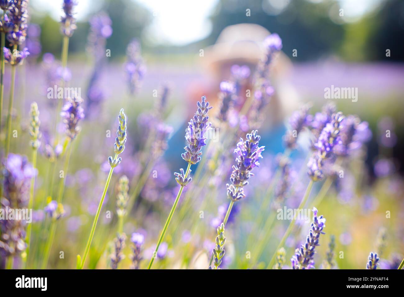 Lavender flowers soft focus hi-res stock photography and images - Alamy