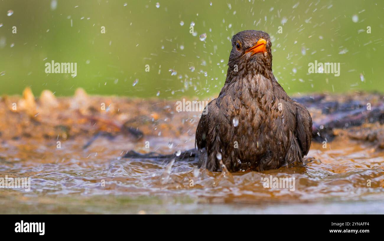 Blackbird, Turdus merula, Forest Pond, Mediterranean Forest, Castilla y Leon, Spain, Europe Stock Photo