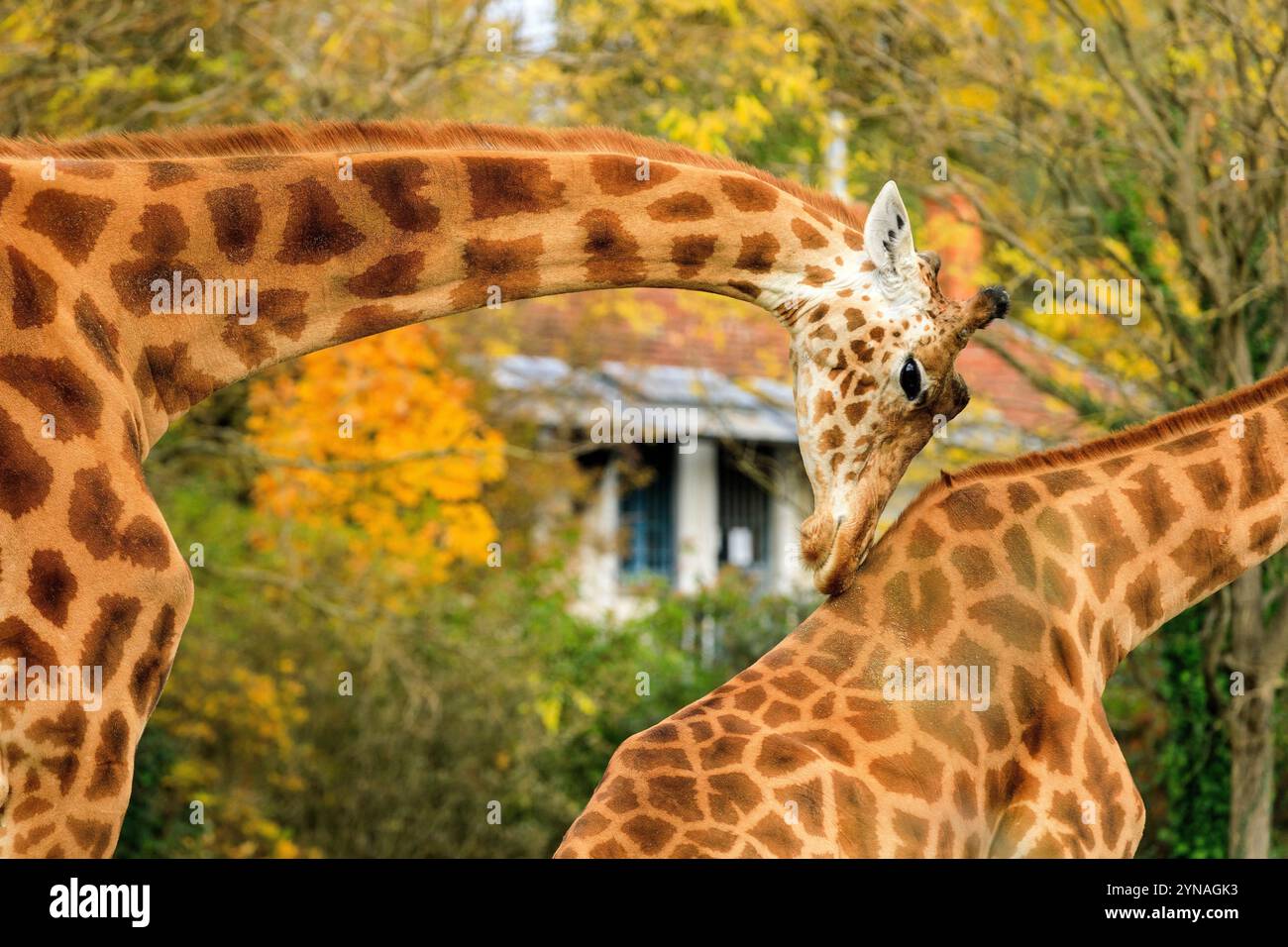 Africaine hi-res stock photography and images - Alamy