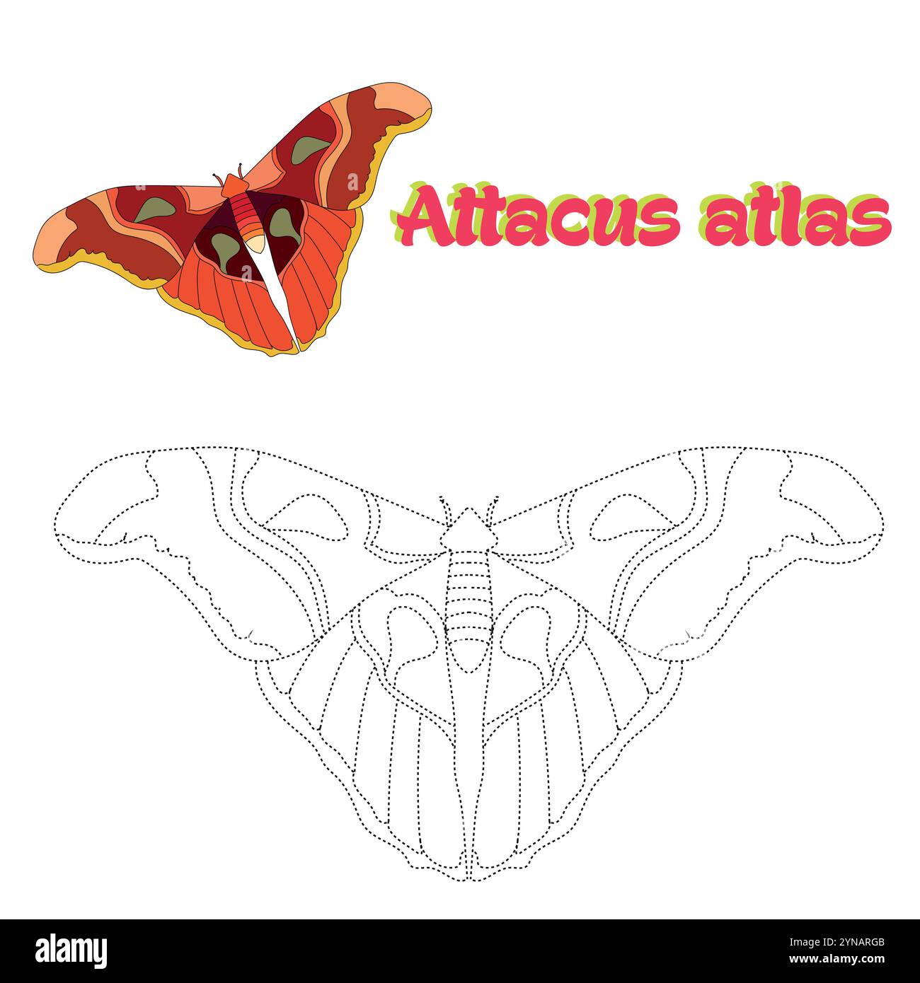 Attacus atlas Stock Vector Images - Alamy