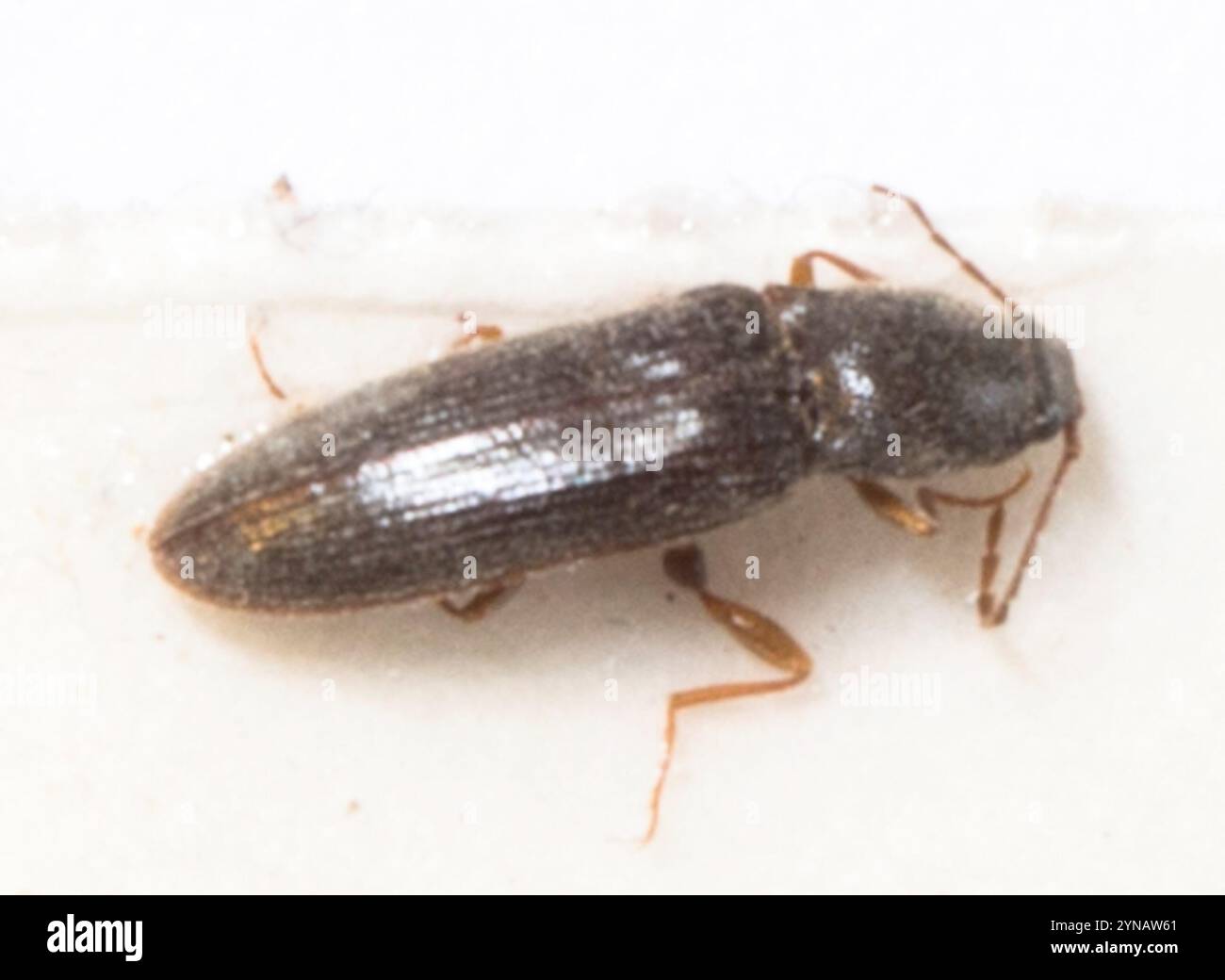 Click Beetles (Elateridae Stock Photo - Alamy