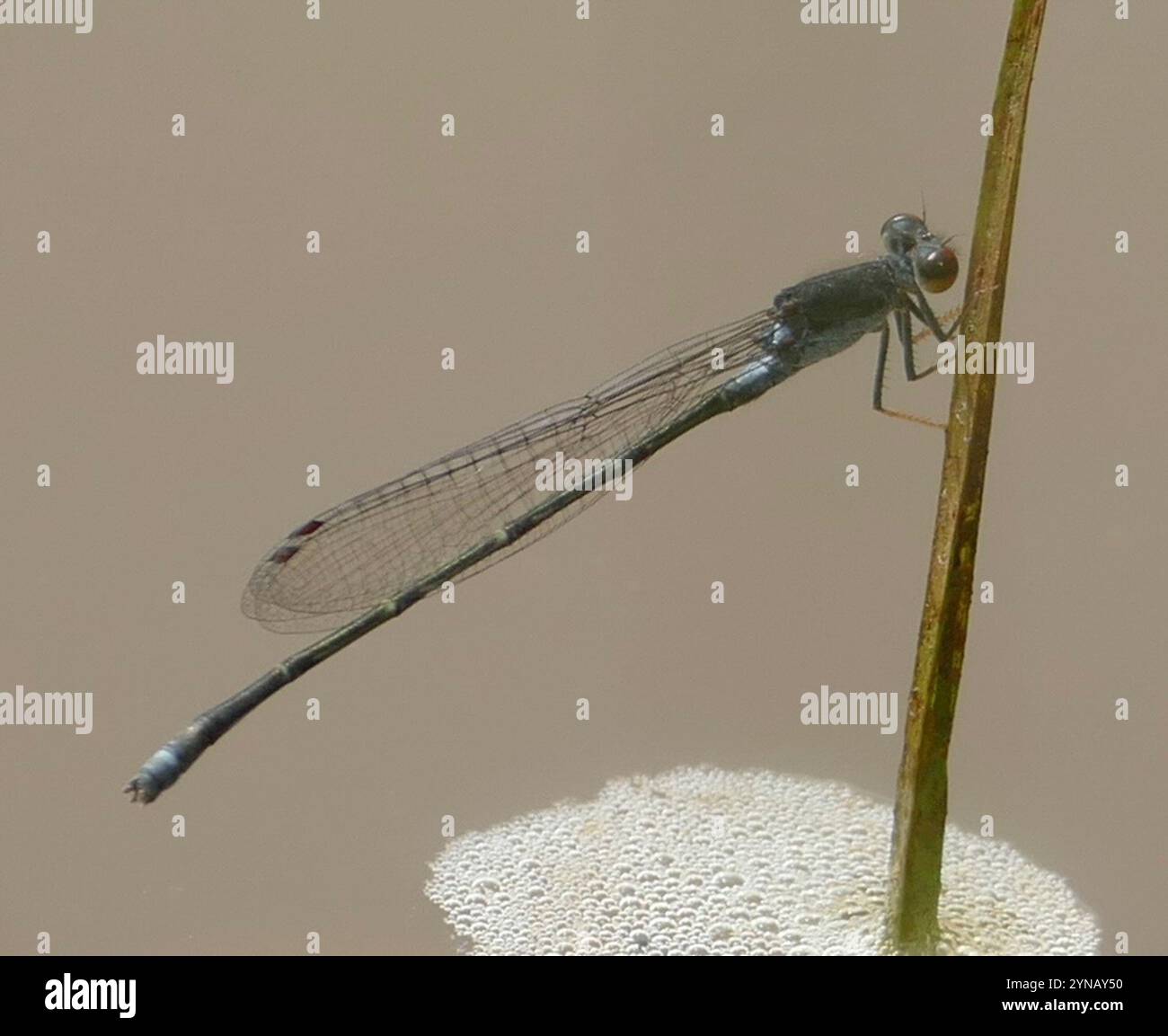Hamoni hi-res stock photography and images - Alamy