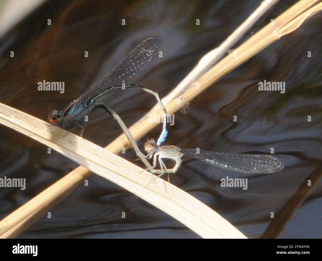 Hamoni hi-res stock photography and images - Alamy