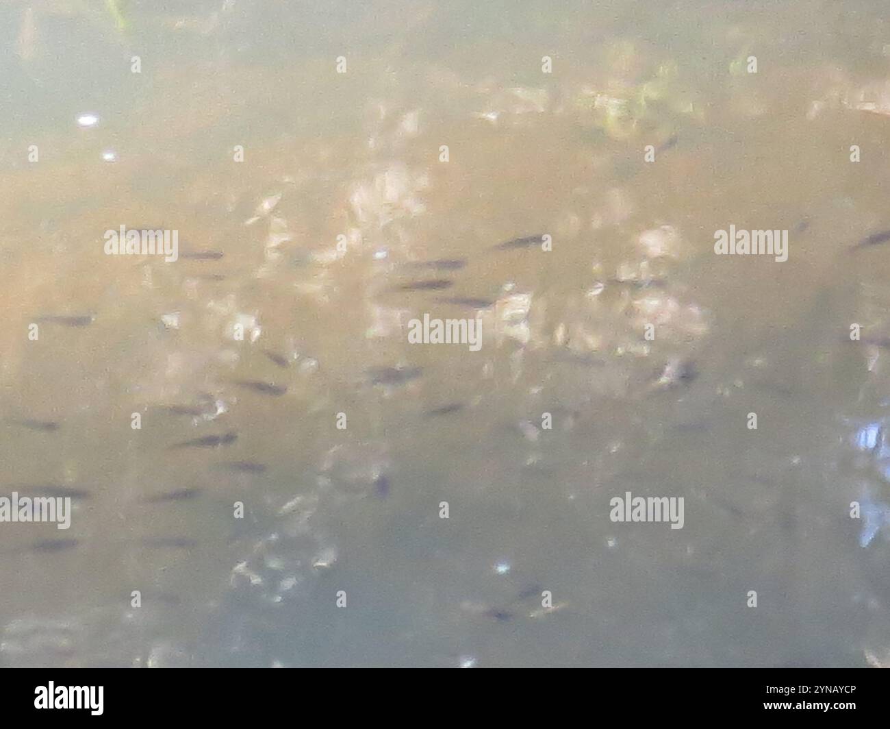 Ray-finned Fishes (Actinopterygii Stock Photo - Alamy