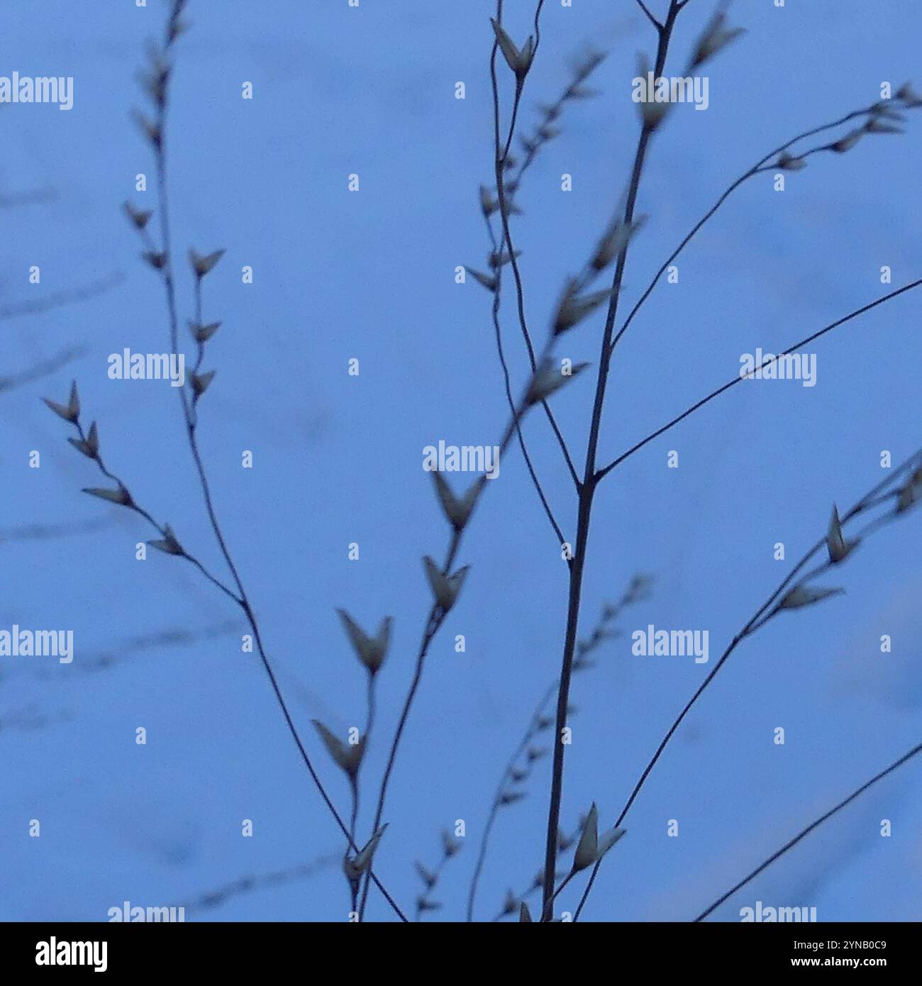 switchgrass (Panicum virgatum Stock Photo - Alamy