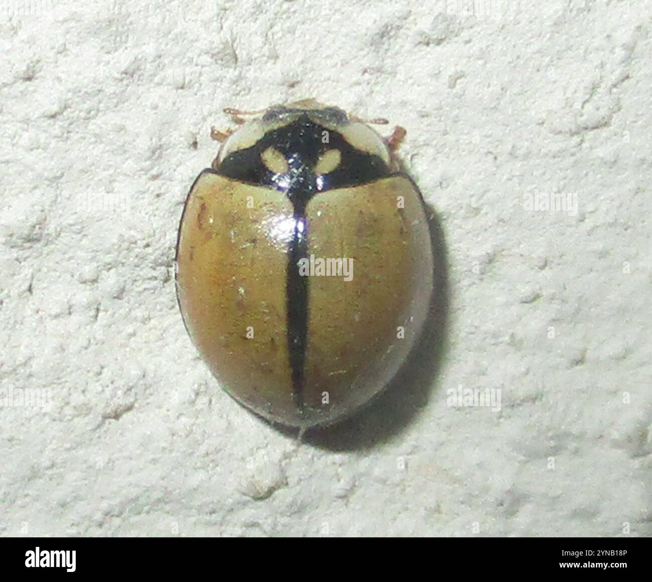 Cheilomenes hi-res stock photography and images - Alamy