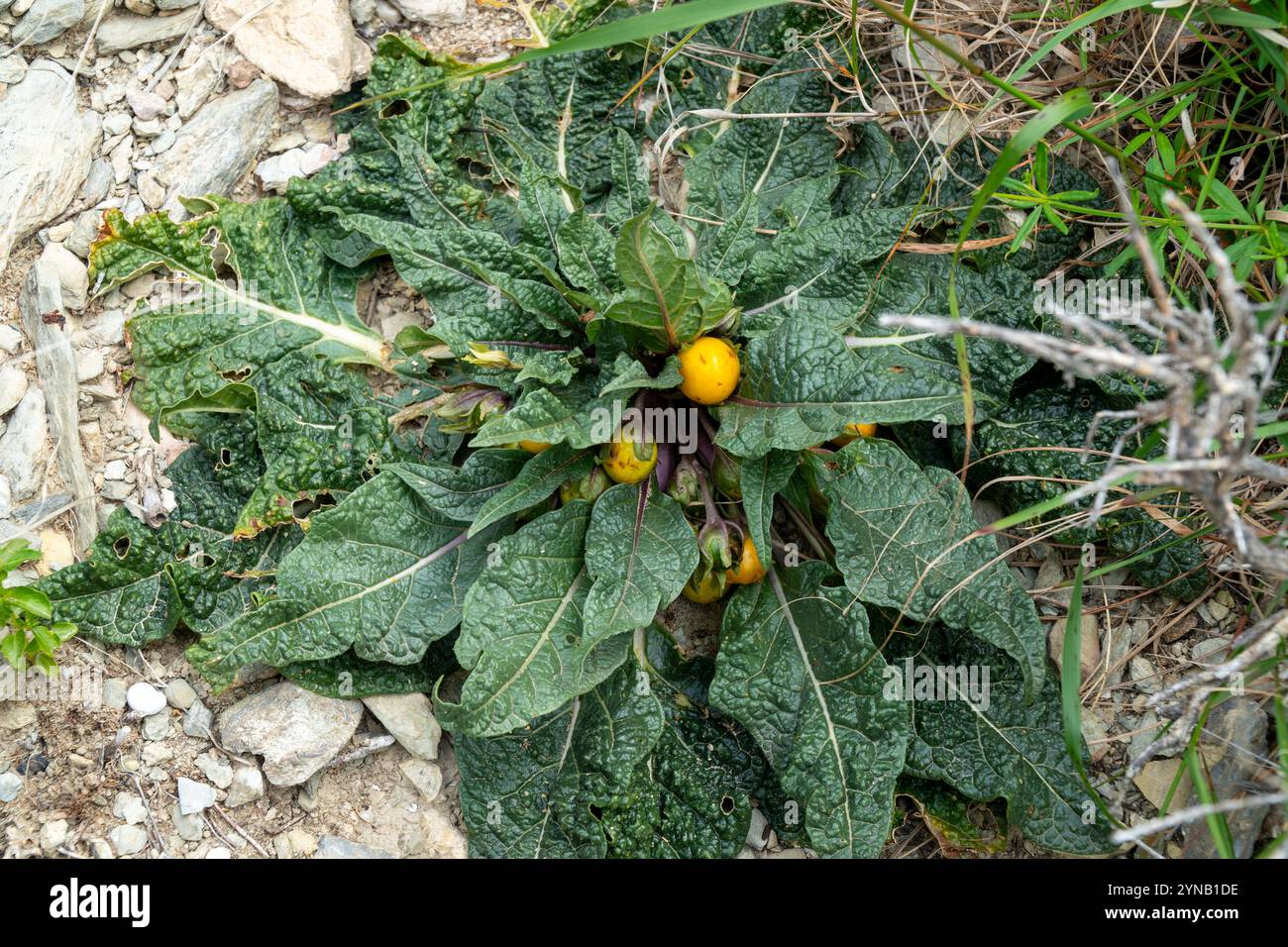 Fruit and leafs of the Mandrake plant (Mandragora officinarum). The root of this plant contains two steroid alkaloid compounds, scopolamine and hyoscy Stock Photo