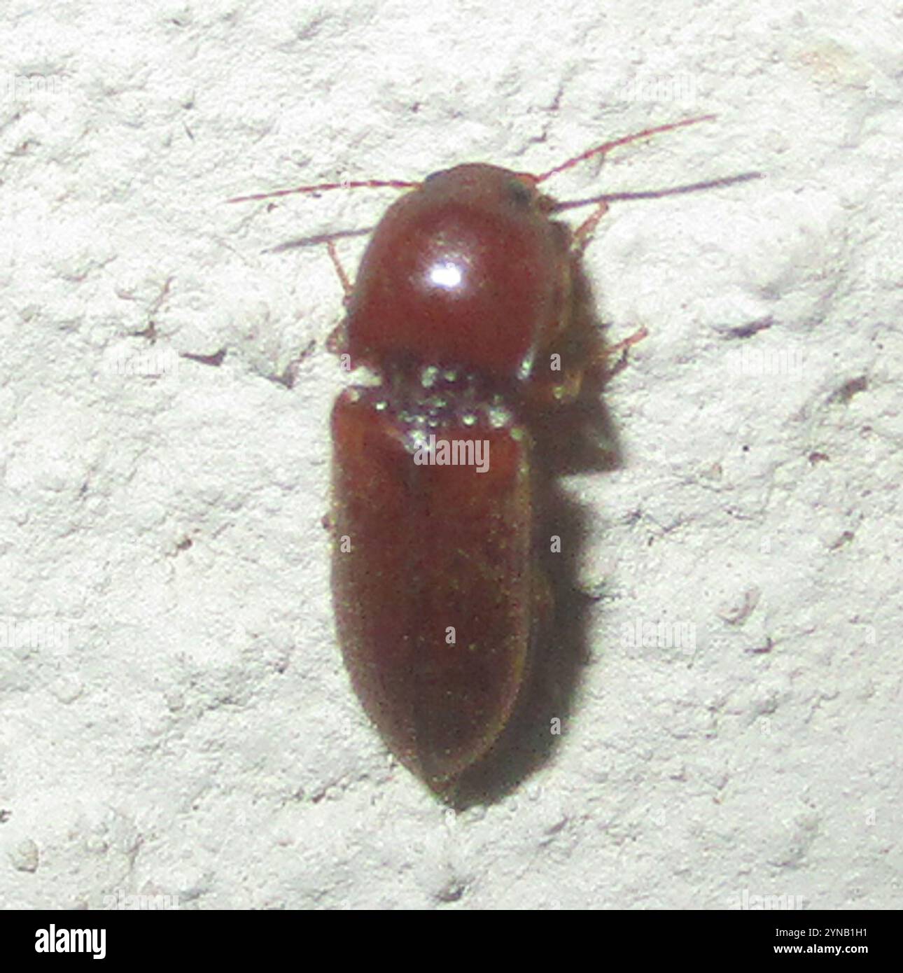 Click Beetles (Elateridae Stock Photo - Alamy