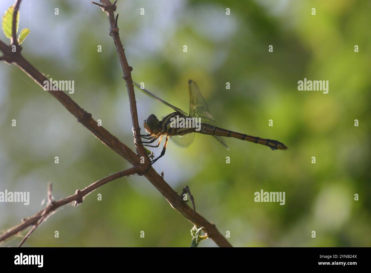 Swampwatcher (Potamarcha congener) Stock Photo