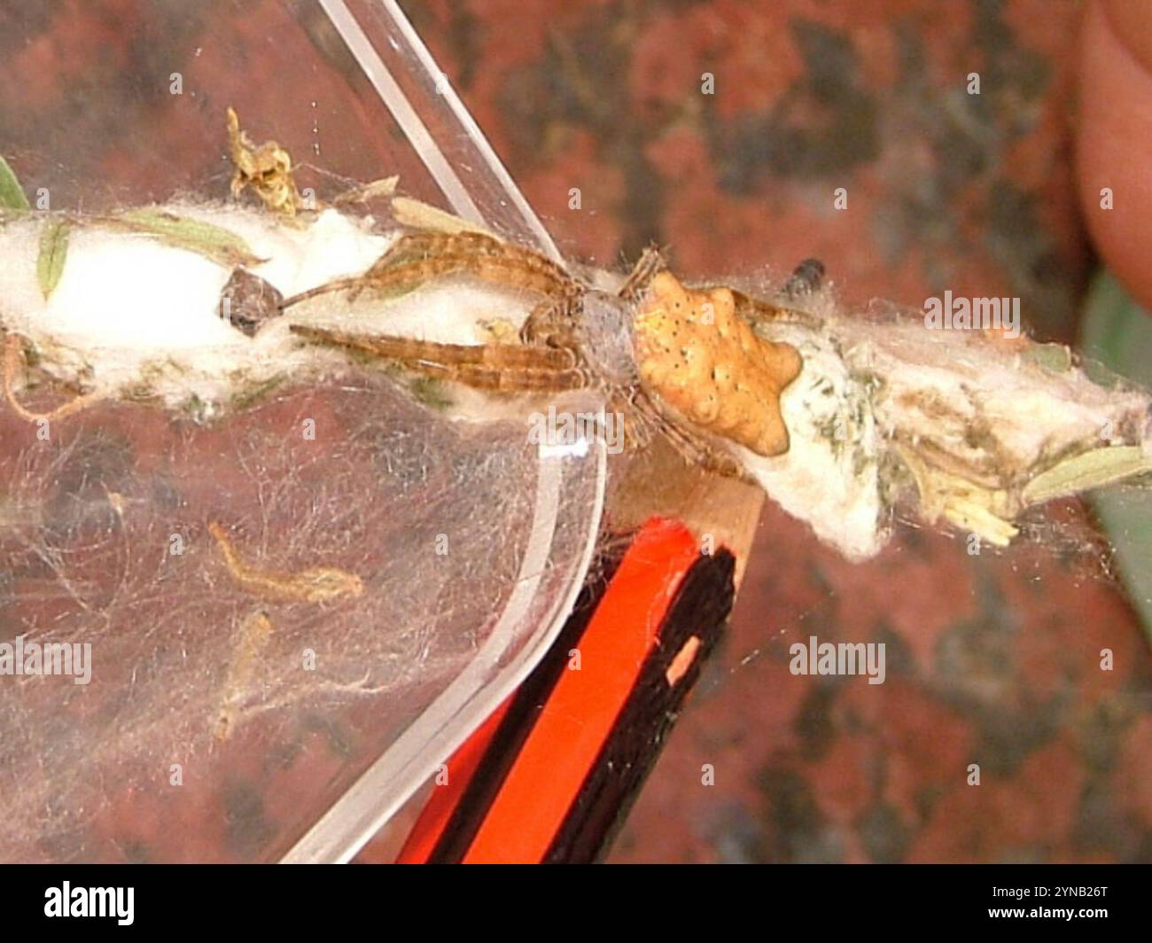 Tropical tent web spider hi-res stock photography and images - Alamy